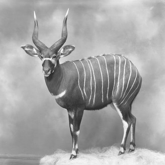 Album artwork for Housebound Demigod