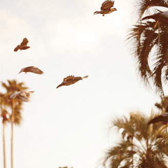 Album artwork for Intaglio