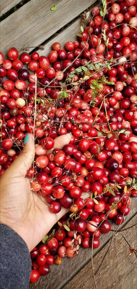 Cape cod cranberry