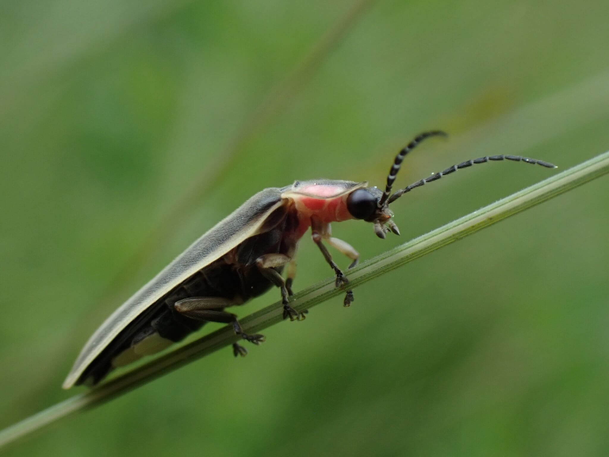 The Secret World of Fireflies - Marion Natural History Museum
