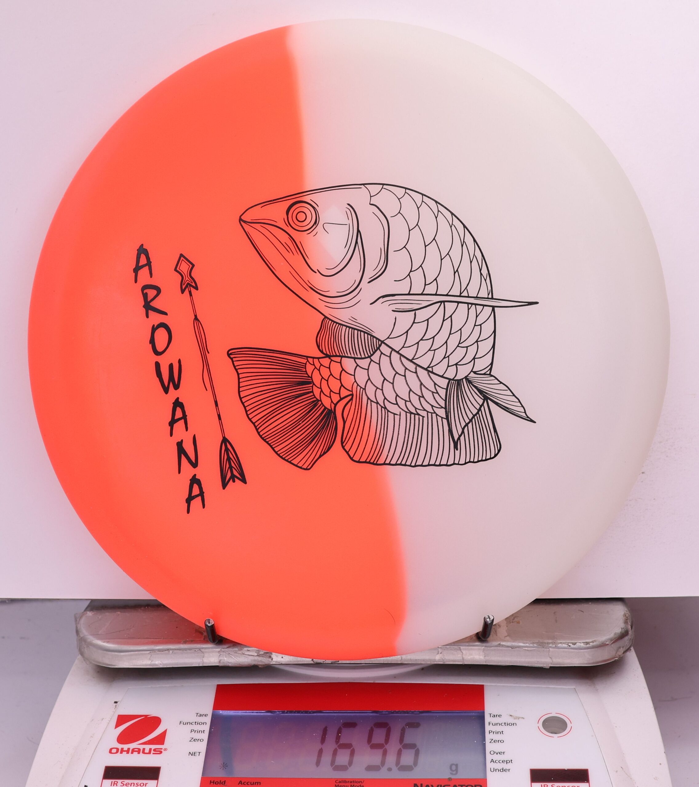 607943 glO-G Arowana - #58 OrangeGlow, 170