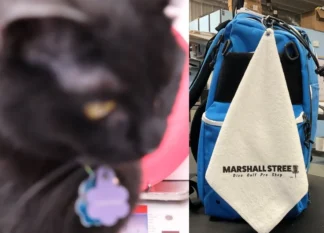 Cat Towel