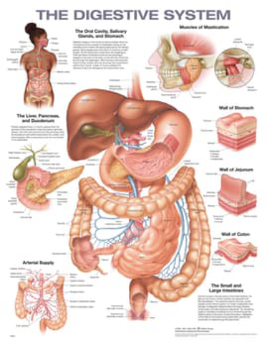 Digestive System. 20X26 Laminated Chart. Cover Image