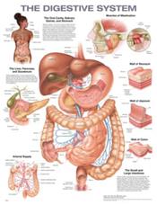 Digestive System. 20X26 Laminated Chart. Cover Image