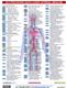 Procedure Quick Coder: Internal Medicine 2012 Laminated Reference Card Cover Image