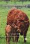 Nutrition and Feeding of Organic Cattle Cover Image