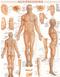 Acupressure Laminated Reference Guide Laminated Poster 22 x 28 Cover Image