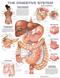Digestive System. 20X26 Laminated Chart. Cover Image