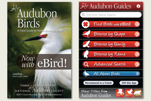 Audubon Birds
