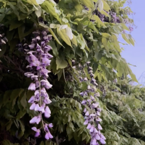 elevae_video_22_00024