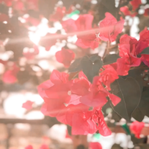 elevae_video_22_00030