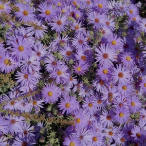 elevae_video_22_00141