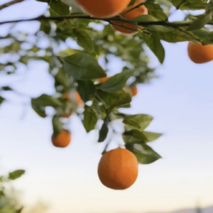 elevae_video_22_00028