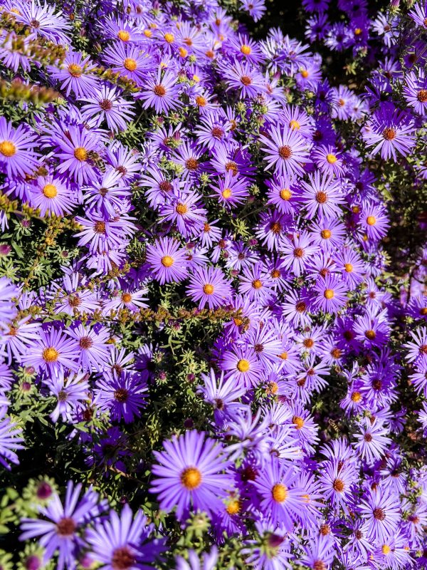 Elevae_23_006567