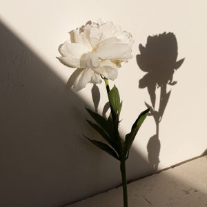 Elevae_23_006307