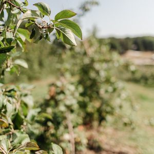 Elevae_23_006121