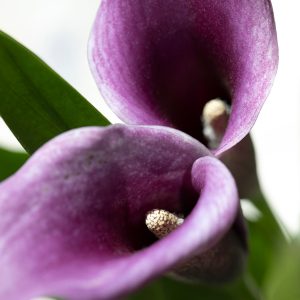 Elevae_23_0000005738