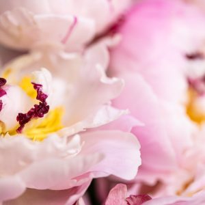 Elevae_23_0000005648