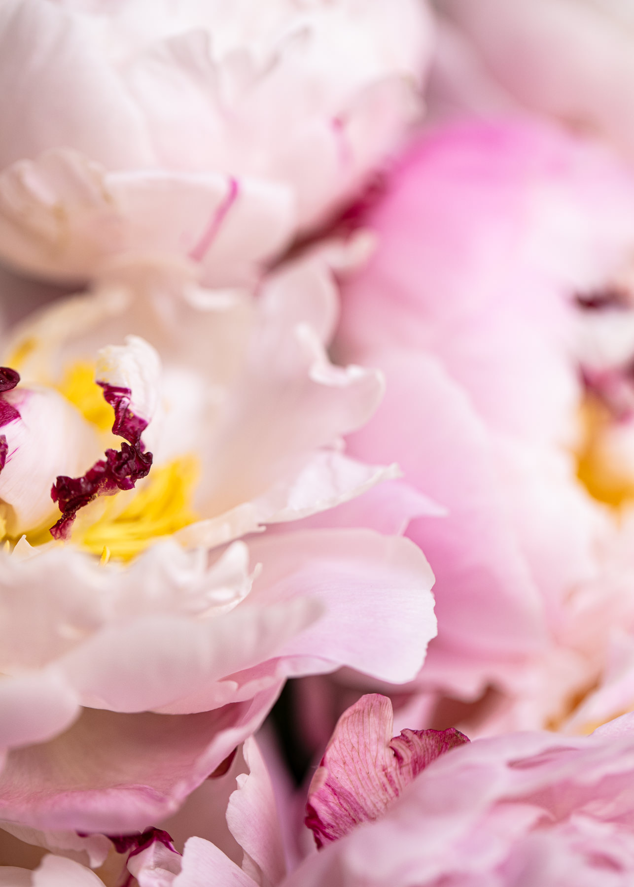 Elevae_23_0000005648