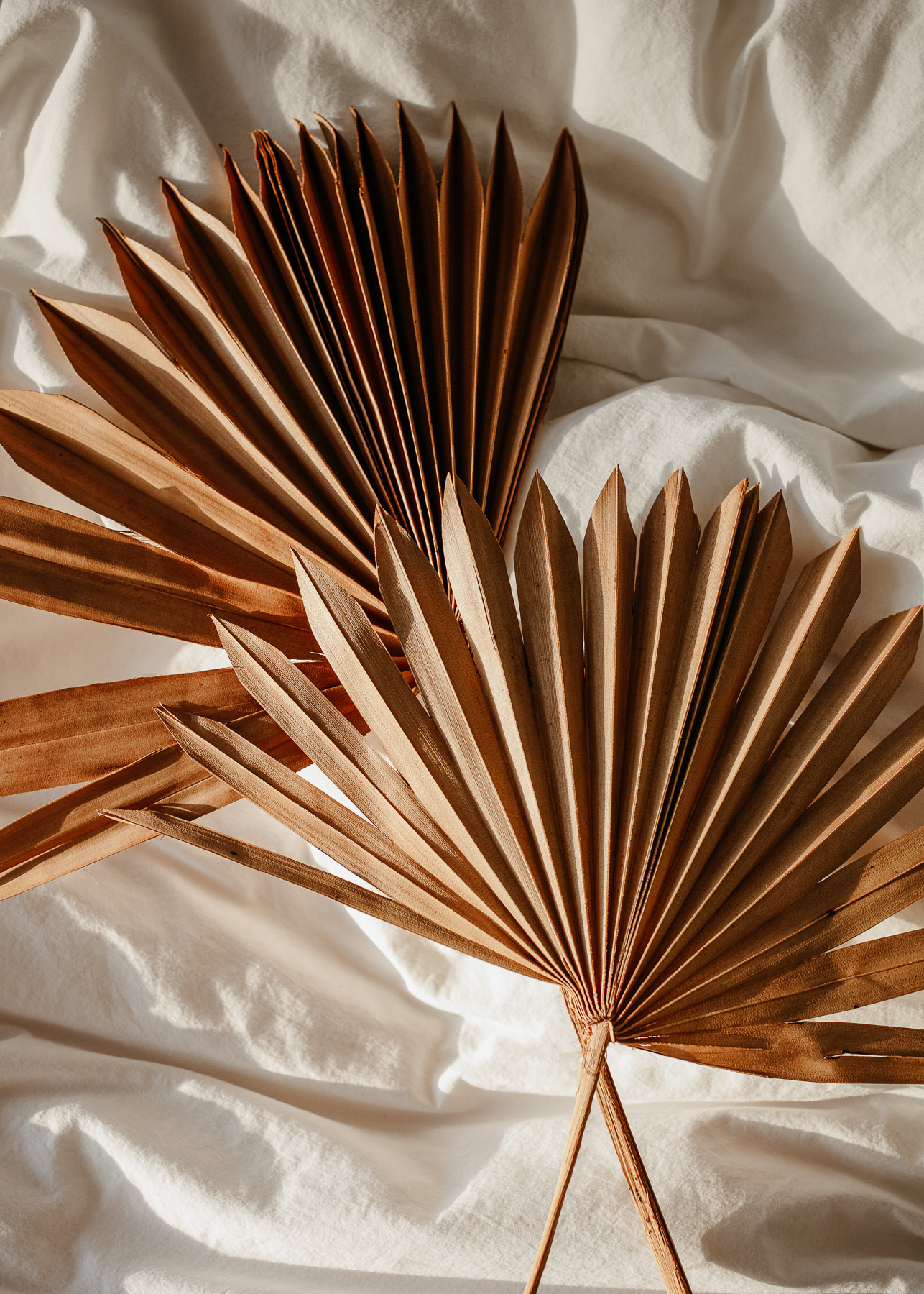 Elevae_23_0000005634