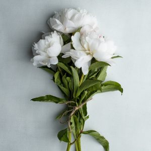 Elevae_23_0000005290