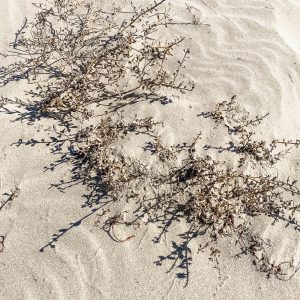 Elevae_23_0000005196