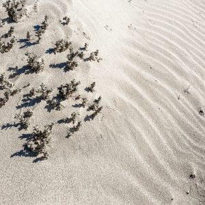 Elevae_23_0000005195