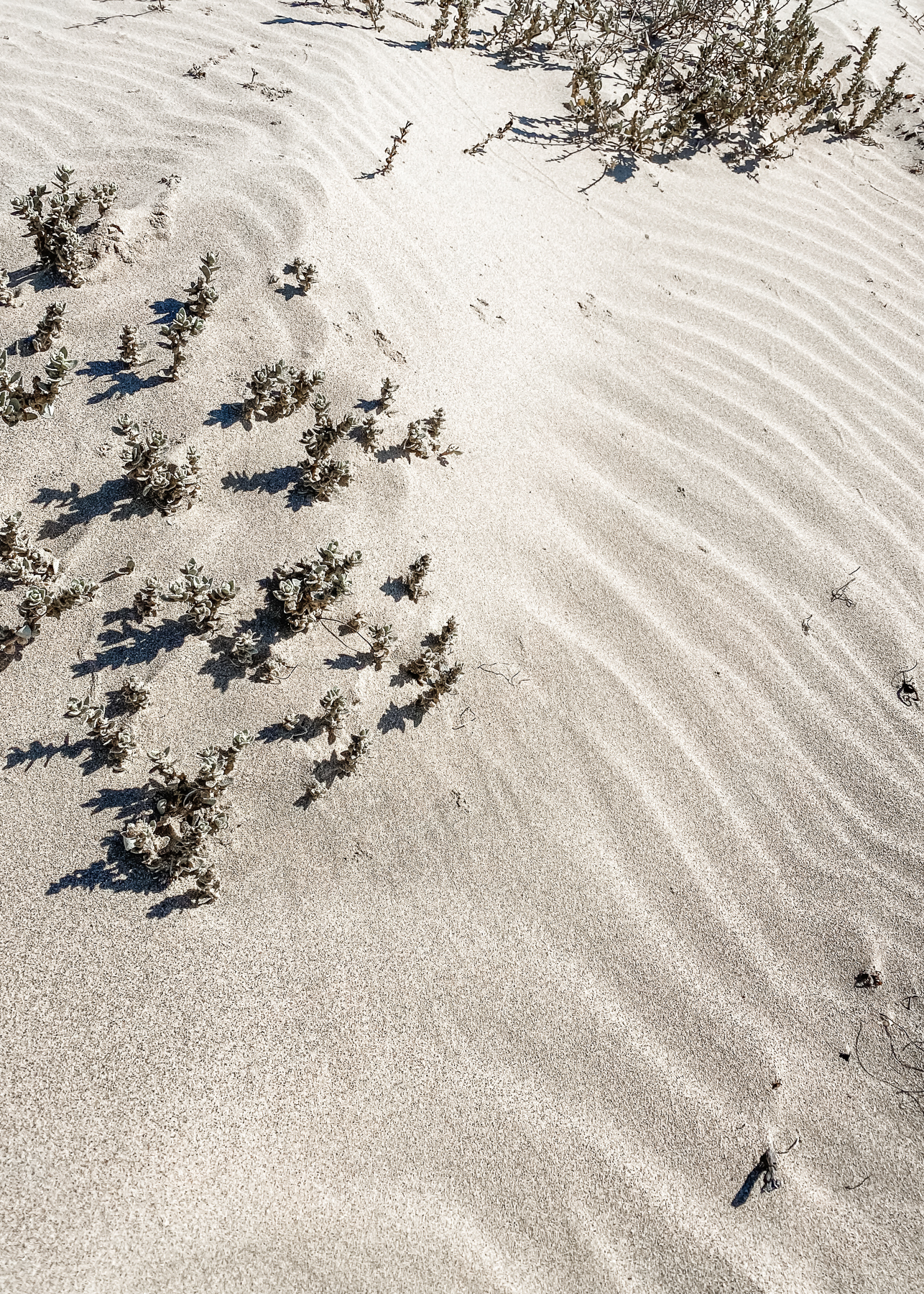 Elevae_23_0000005195