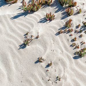 Elevae_23_0000005193