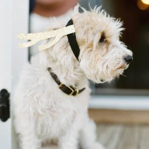 Elevae_23_0000005037