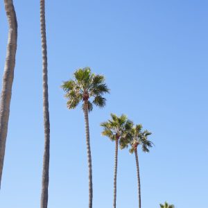 Elevae_23_0000005008