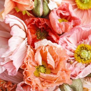 Elevae_23_0000004635