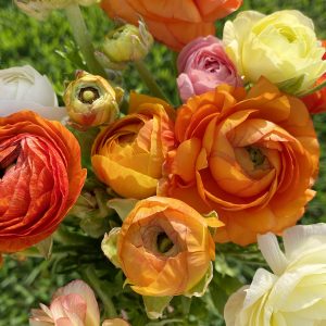 Elevae_23_0000004477