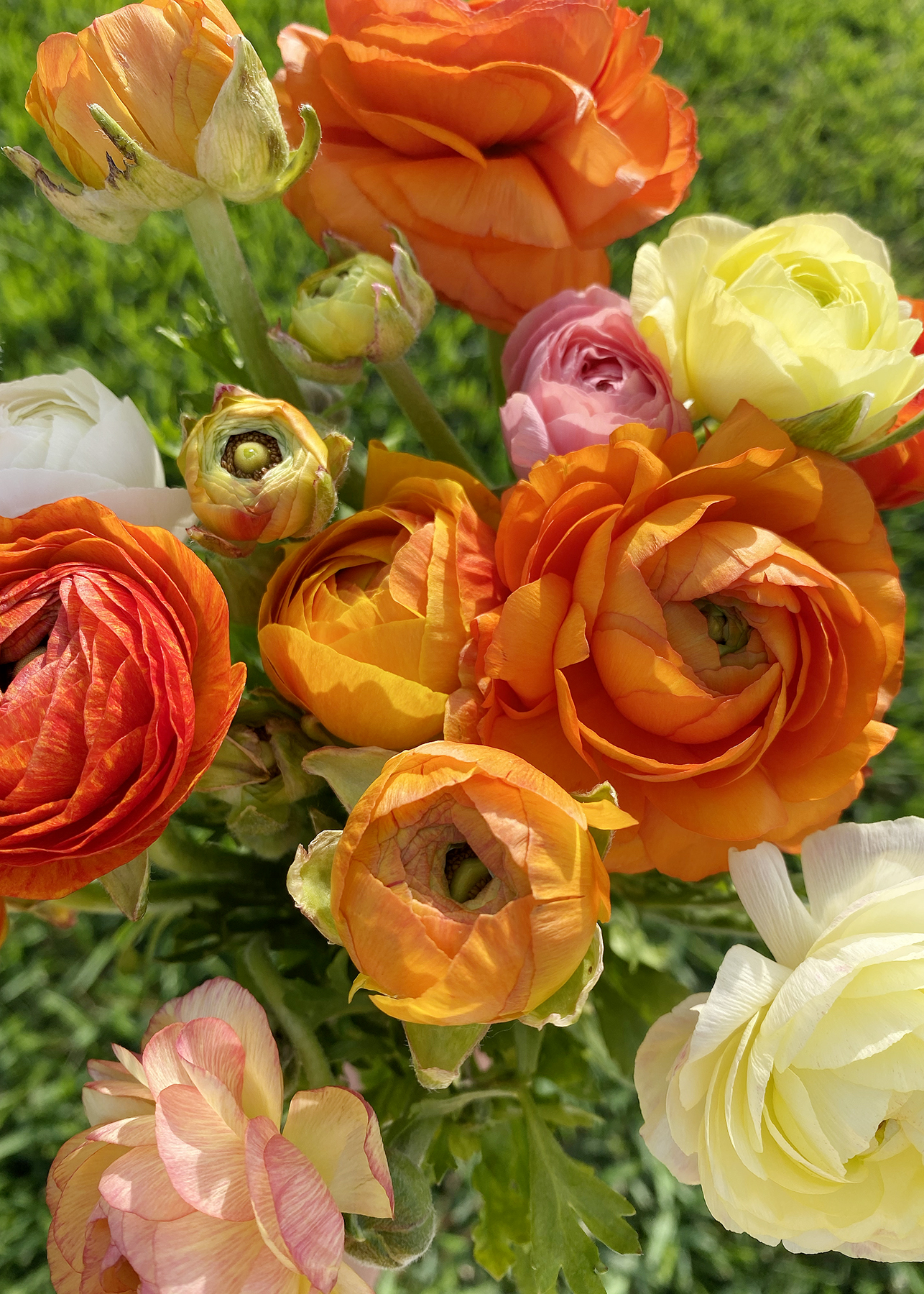 Elevae_23_0000004477