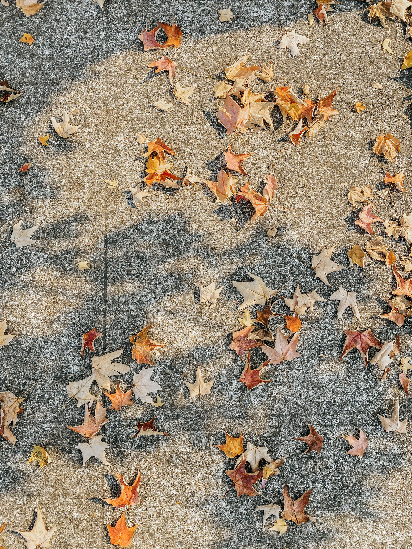 Elevae_23_0000004405