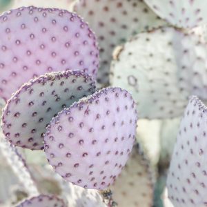 Elevae_23_0000004393