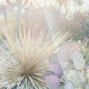 Elevae_23_0000004383