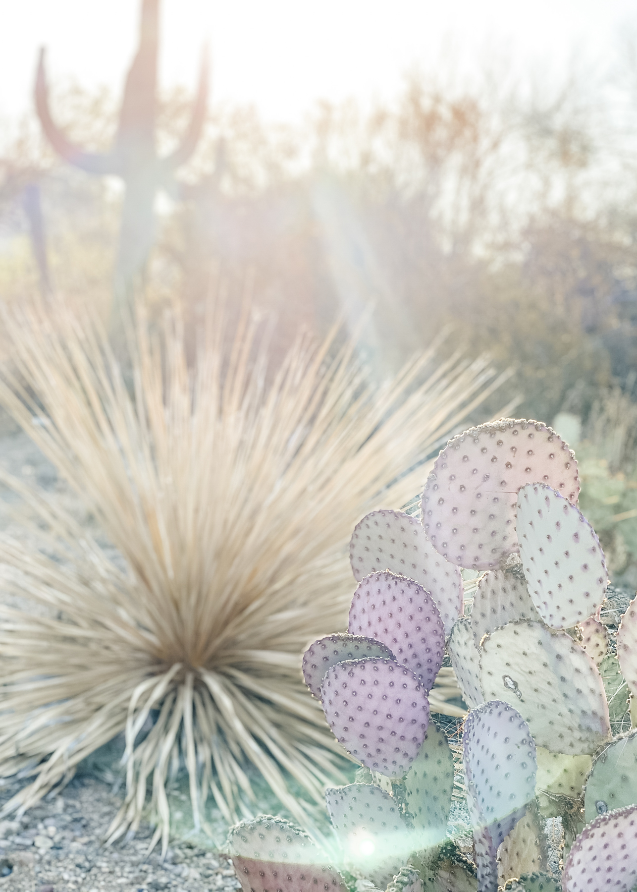 Elevae_23_0000004383