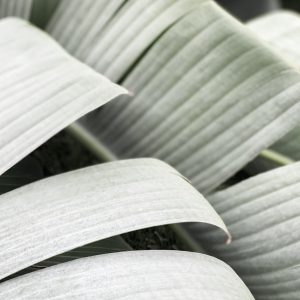 Elevae_23_0000004324