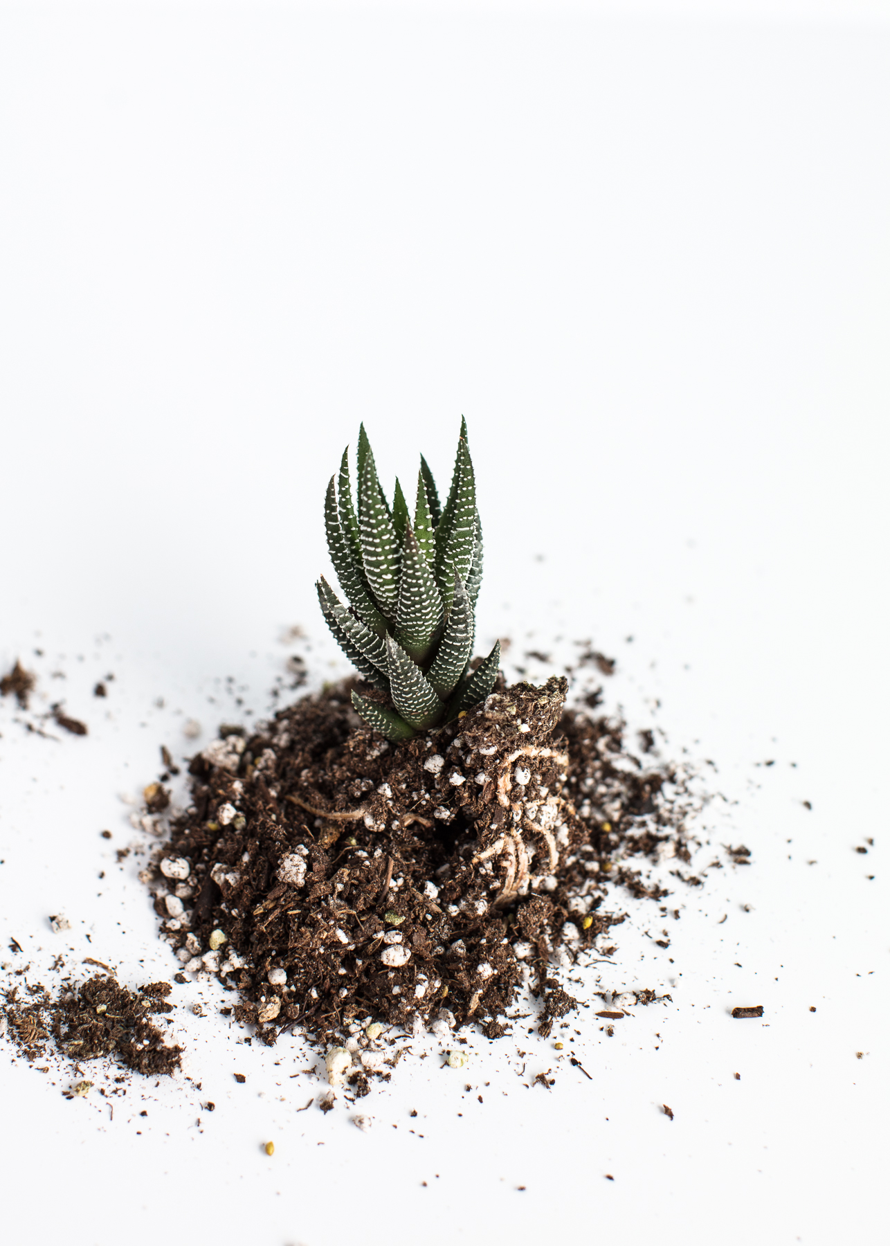 Elevae_23_0000002635