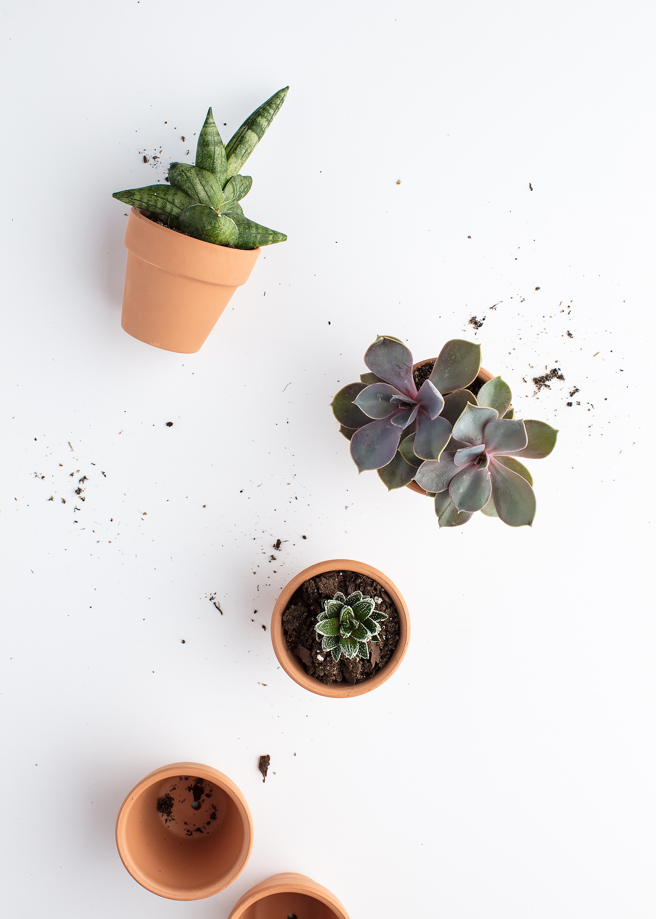 Elevae_23_0000002631