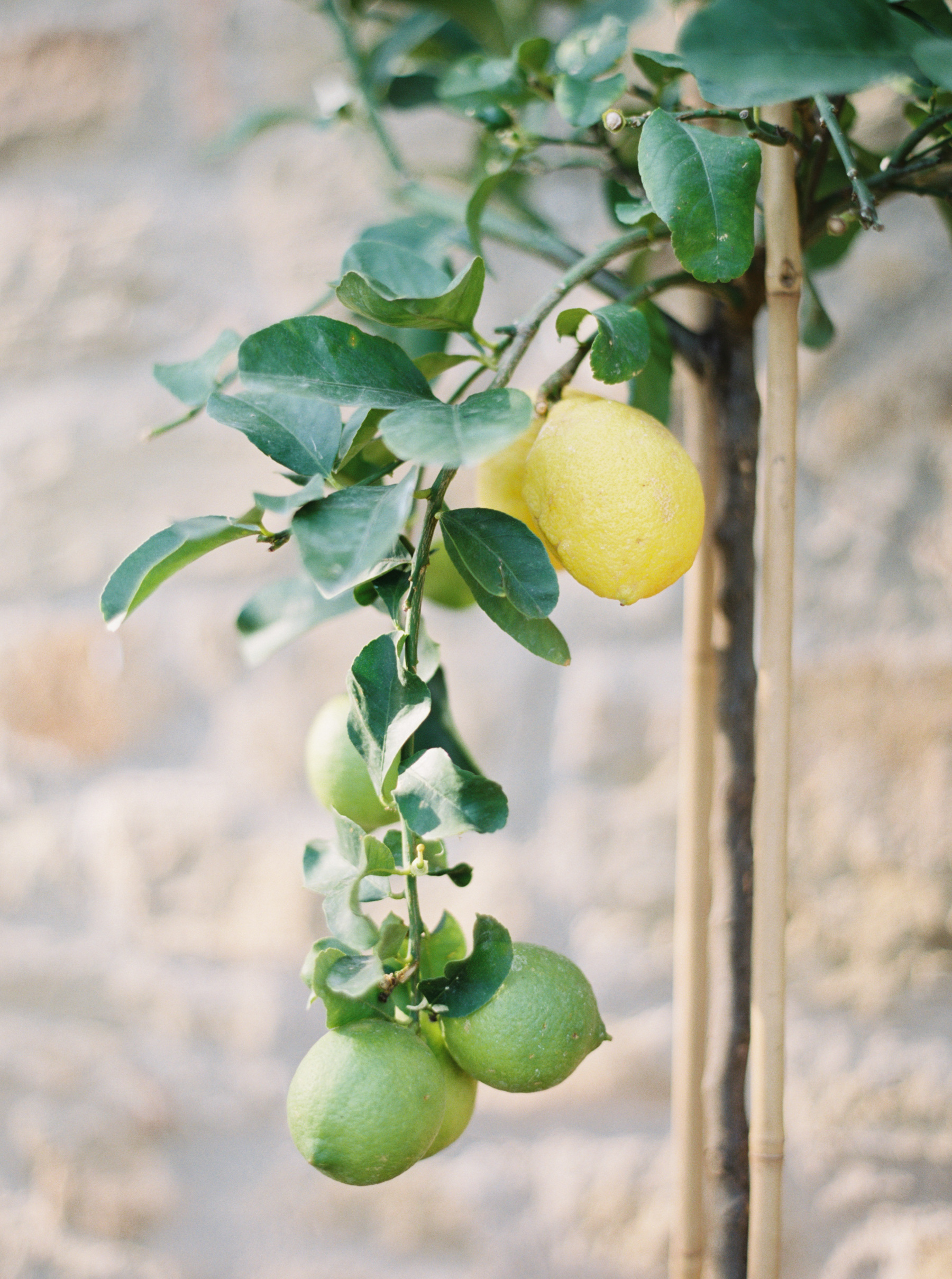 Elevae_23_0000002612