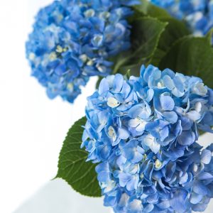 Elevae_23_0000002343