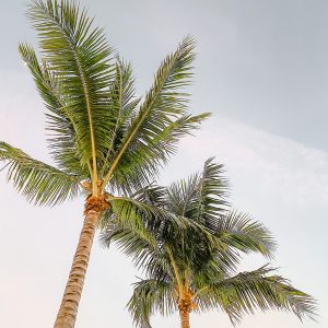 Elevae_23_0000002270