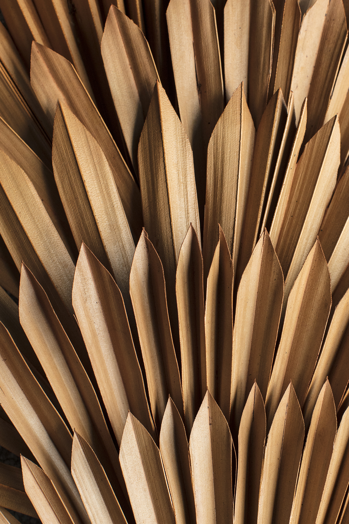 Elevae_23_0000002176