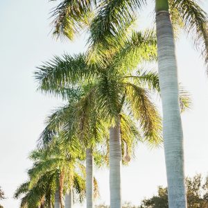 Elevae_23_0000002093