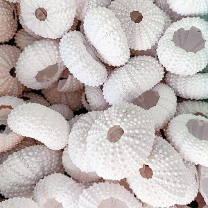 Elevae_23_0000001535