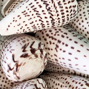 Elevae_23_0000001532