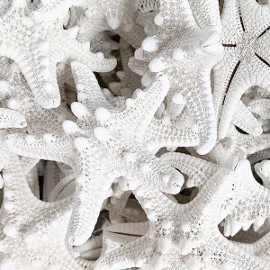 Elevae_23_0000001531