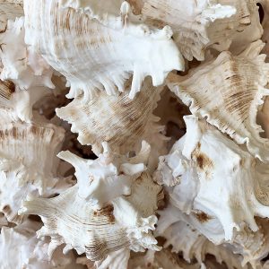 Elevae_23_0000001530